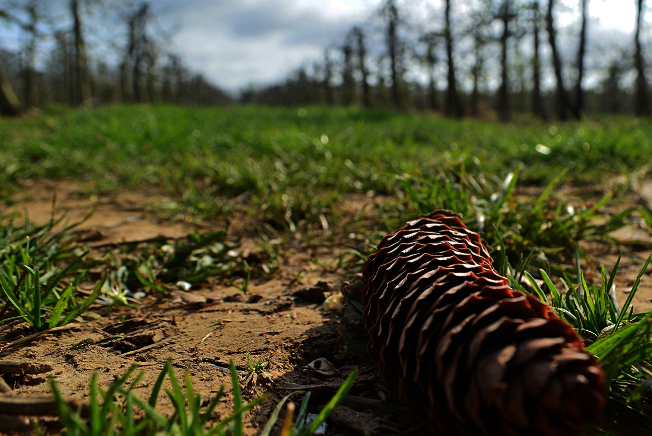 closeup-shot-pine